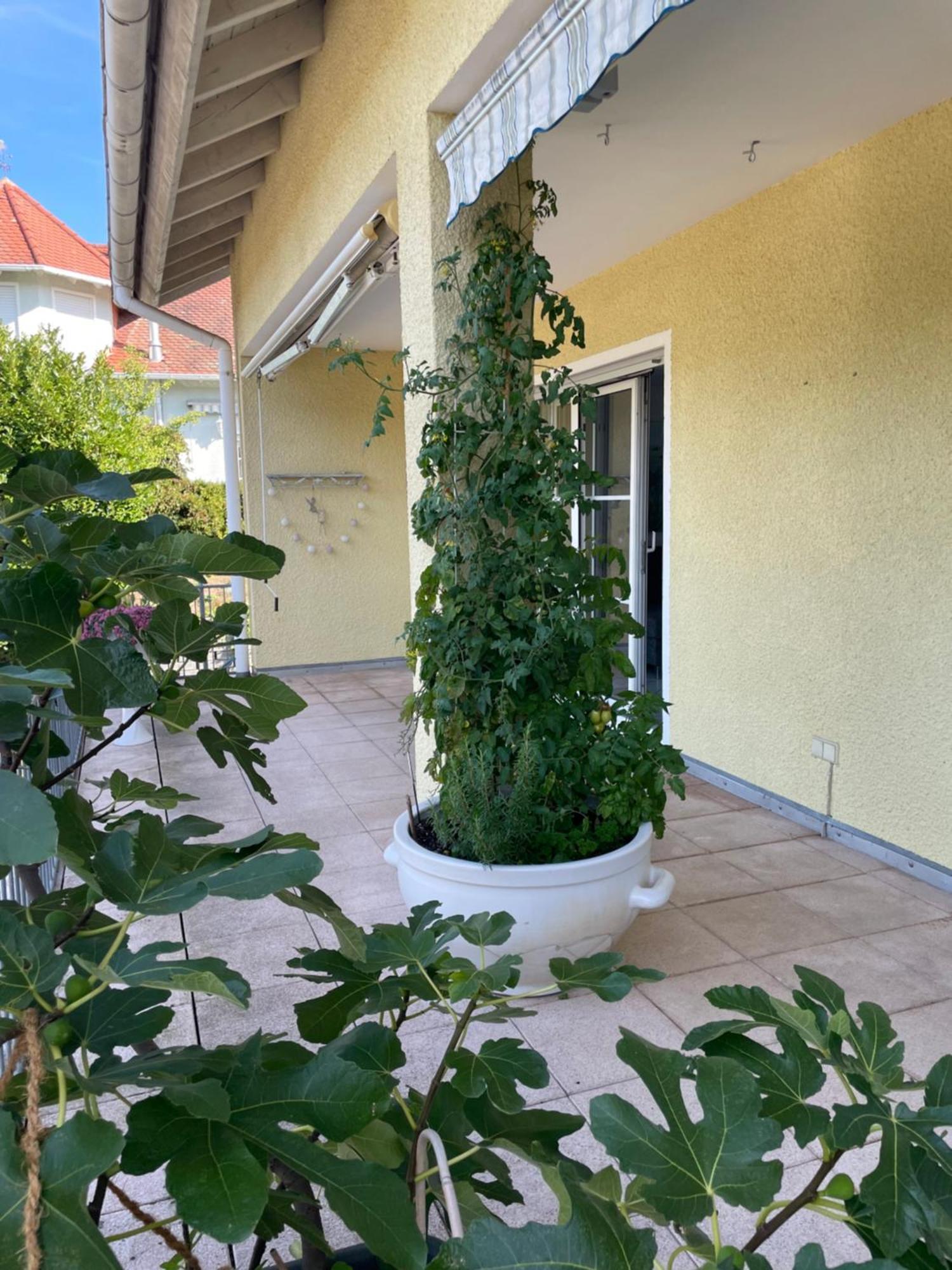 Waldblick Apartment *